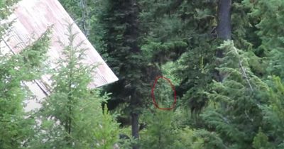 Bigfoot hunters say footage shows beast hiding in trees near deserted 'ghost house'