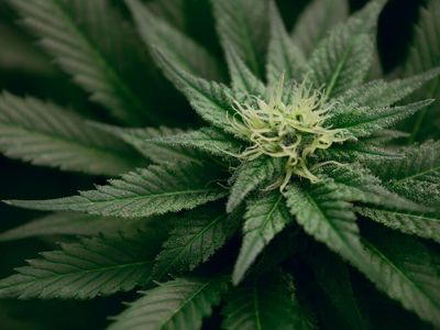 Delta 9 Cannabis Q1 Revenue Slightly Declines YoY, Reports Adjusted EBITDA Loss