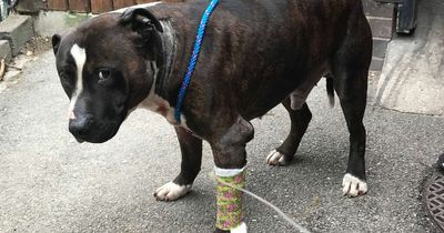 Seriously injured dog staggers into a garden and 'collapses in a pool of blood'