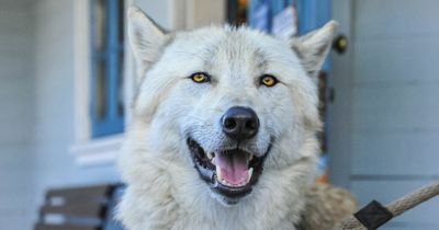 Couple adopt 'big dog' from kennels but startled vets say it's something else