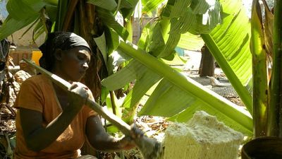 How Ethiopia's 'false banana' could be the crop to face climate change