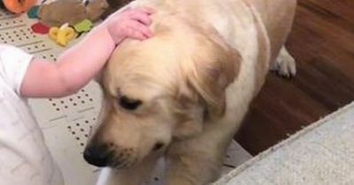 Dog owner warns 'big stretch' could be an early sign of cancer