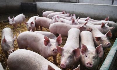 Tesco to pay out more to pig farmers as industry warns of ‘critical’ situation