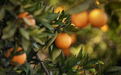 Infodemic in pandemic: how COVID influenced food choices