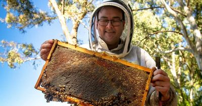What's the buzz inside Canberra's hives?