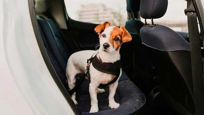 Best Dog Seat Belts