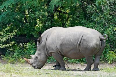 Step-by-step: Disney rhino gets fitted with fitness tracker