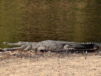 Croc attack in Qld sparks investigation
