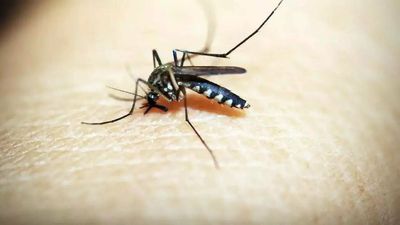 North Delhi Municipal Corporation lists 77 key areas for breeding of mosquitoes