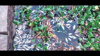 Kolhapur: Fish die in Panchaganga downstream of Ichalkaranji, activists blame textile units
