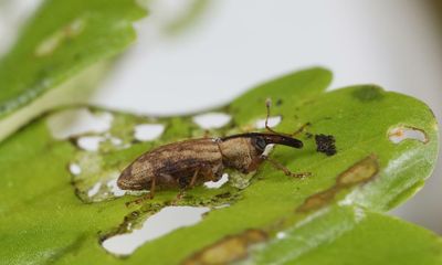 South American weevils released in UK waterways to tackle invasive weed