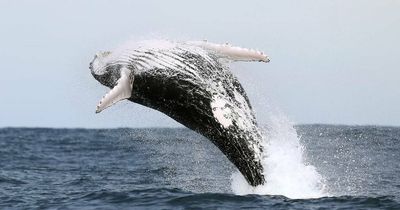 First whales make trails off Hunter's coastline