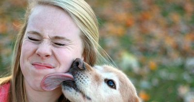 Expert warns owners against dog kisses that can spread ringworm and hookworm