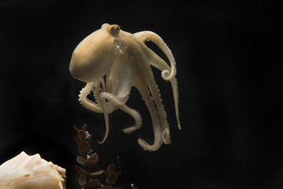 Scientists discover why female octopuses self-mutilate to death after laying eggs