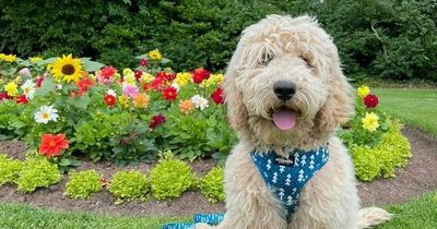 NI pup fitted with anti-bark collar while home boarding triggers demand for tighter regulations