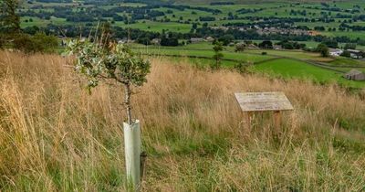 The Valleys firm protecting millions of trees globally