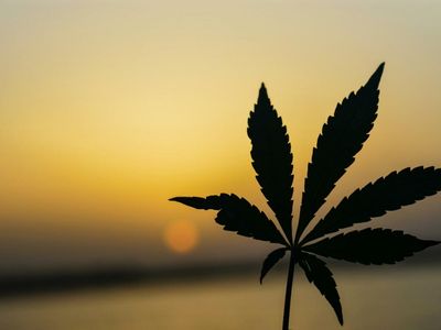 EXCLUSIVE: Simplifya Reaches 27th State By Launching Compliance Solutions For Cannabis Businesses In Maine