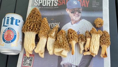 Still finding good morel mushrooms around Chicago outdoors, even with the hot dry weather