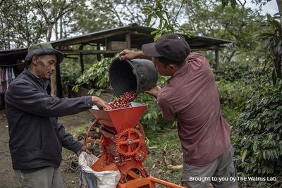 Climate Change Is Coming for Your Coffee