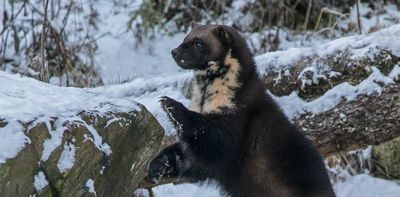 Connecting fragmented wolverine habitat is essential for their conservation