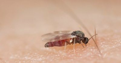 Holidaymakers in Spain warned of black flies that saw into skin as numbers rise