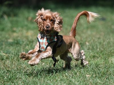 Victoria launches state's first pet census