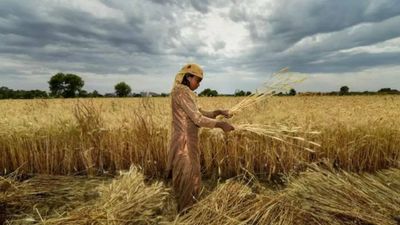 Wholesale wheat prices dip in MP, Rajasthan but marginally rise in UP