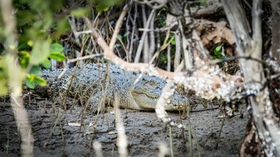 Tourists put their lives at risk by swimming in croc-infested waters of Queensland Gulf