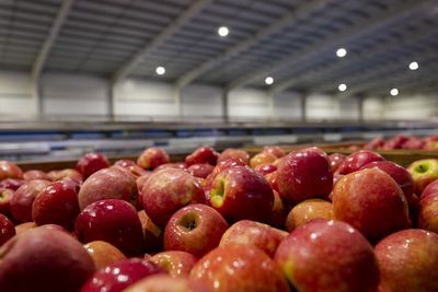 NZ grower sending apples to Russia defends trade as 'humanitarian'