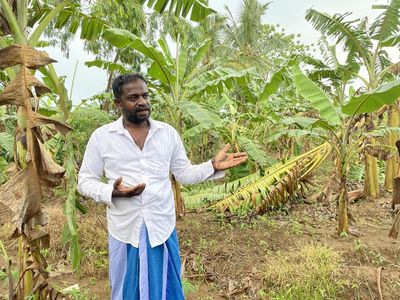 Sri Lanka faces ‘man-made’ food crisis as farmers stop planting