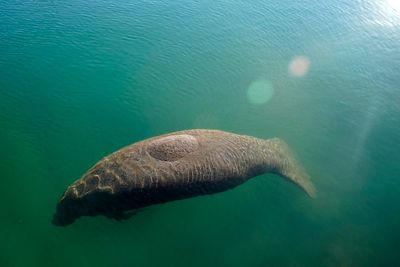 Celtics co-owner donates $2M to protect Florida manatees