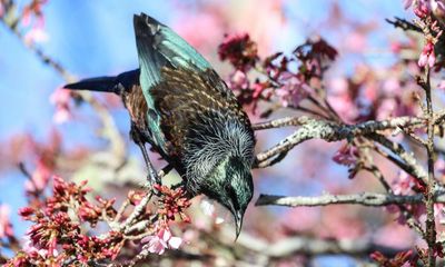 Reader callout: tell us about your encounters with urban birdlife in New Zealand