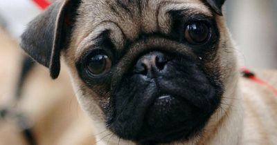 Pugs ‘no longer considered a typical dog’ due to high health risks