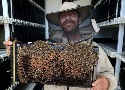 Robot hives in Israel kibbutz hope to keep bees buzzing