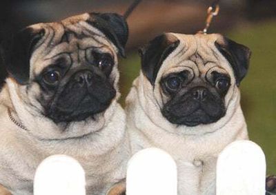 Pugs’ high health risks mean they can’t ‘be considered a typical dog’