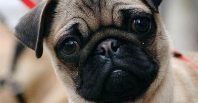 Pugs are no longer 'a typical dog' and people shouldn't buy them, experts say