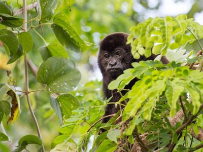 Monkeypox: What we know about rare virus as four more cases confirmed in England