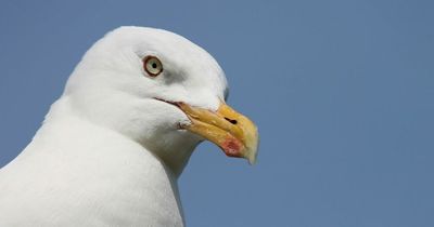 Seagull shot with airgun and left in agony