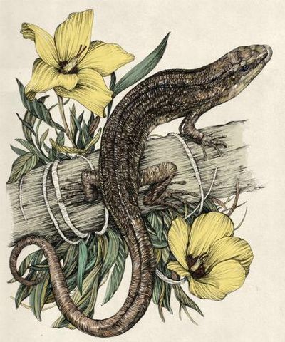 Extinction obituary: the sudden, sad disappearance of the Christmas Island forest skink