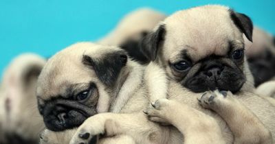 Vets issue urgent warning to anyone planning to buy a pug