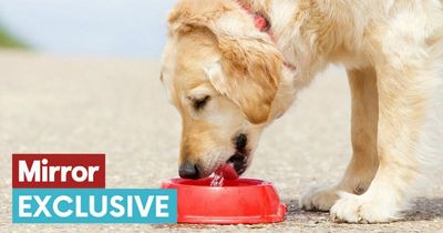 Vet reveals exactly how much water your dog should be drinking in the heat