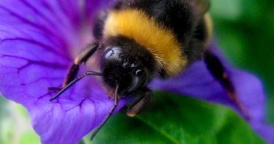 Lidl giving away free seeds on World Bee Day