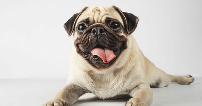 Pugs can 'no longer be considered typical dog' due to health risks