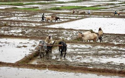 Excessive rains affect agricultural activity in Mysuru