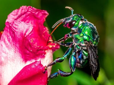 How climate change is triggering a global collapse in insect numbers