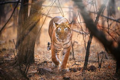 India's tigers entangled in a blame game