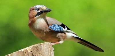 Canaries in the coal mine: why birds can tell us so much about the health of Earth