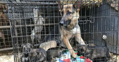 Man banned from keeping animals after cramming puppies into cattle trailer