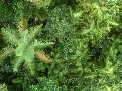 Australian rainforests dying faster