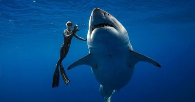 Great white shark weighing 2,000kg is 'biggest in world' at 20ft long